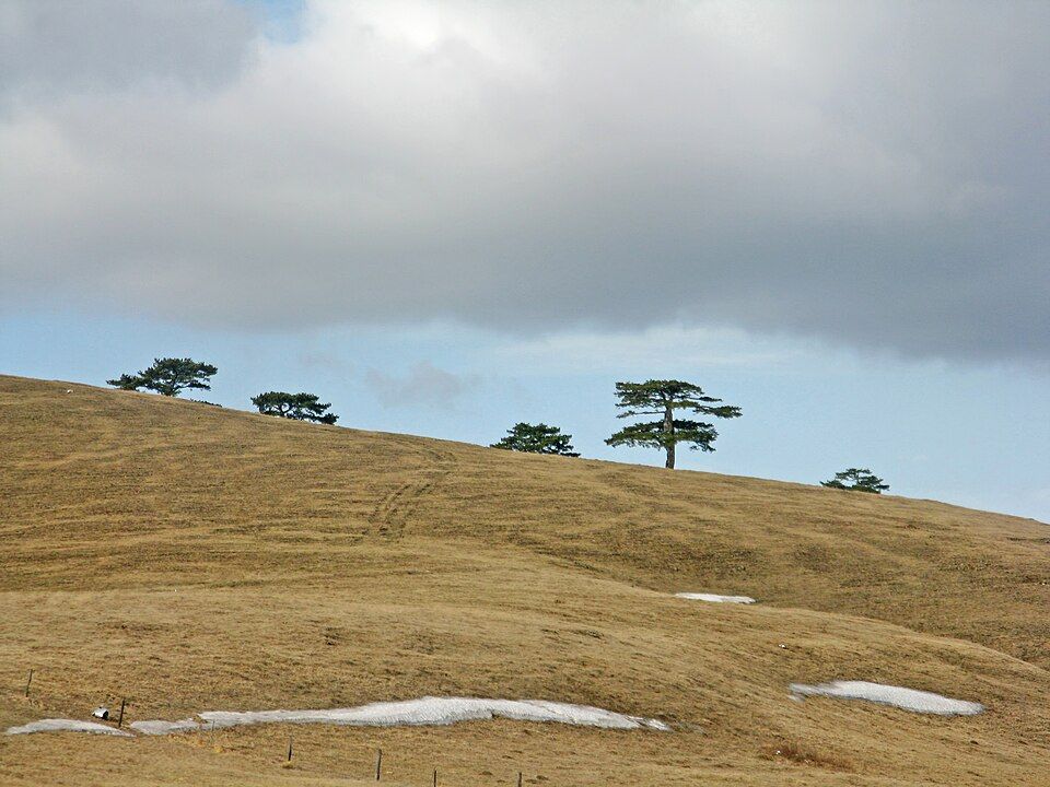 Borovice na Zlatiboru