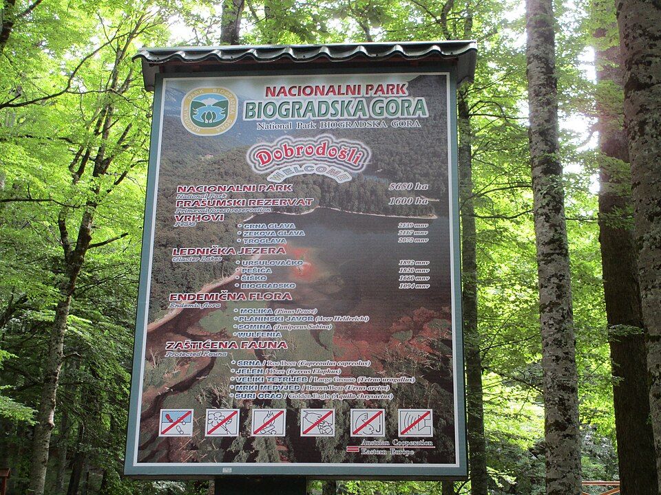 Hluboký les v Biogradské Goře
