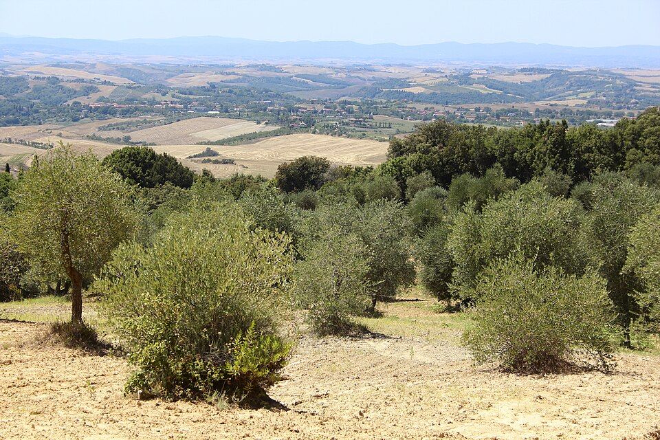 Zlaté obilí a biancane v krajině Crete Senesi