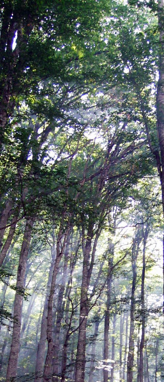 Prales v národním parku Biogradska Gora