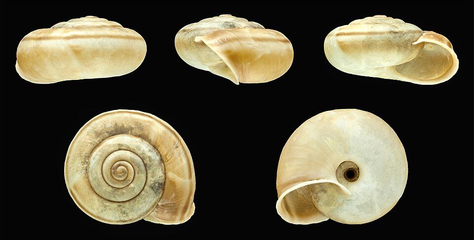 Hlemýžď Chilostoma cingulatum nicatis — plž žijící v kamenitém terénu střední Itálie