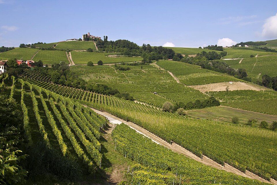 Kopce a vinice Langhe v Piemontu
