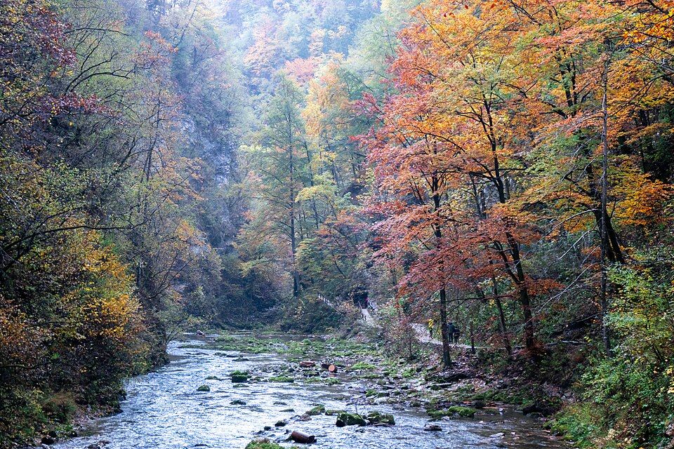 Les a zelené stromy nad soutěskou Vintgar ve Slovinsku