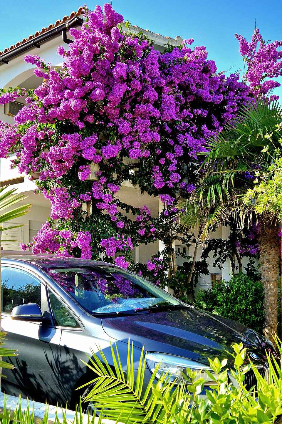 Bougainvillea na ostrově Vir