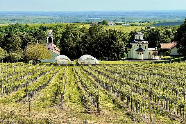 Fruška Gora: srbská Svatá Hora s kláštery, vinicemi a stezkami