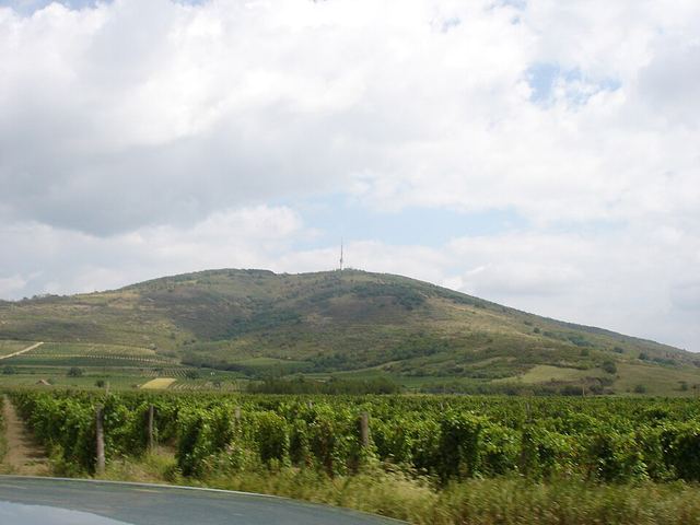 Tokaj autem: sladké víno králů, plesnivé sklepy a vinice nad Bodrogem
