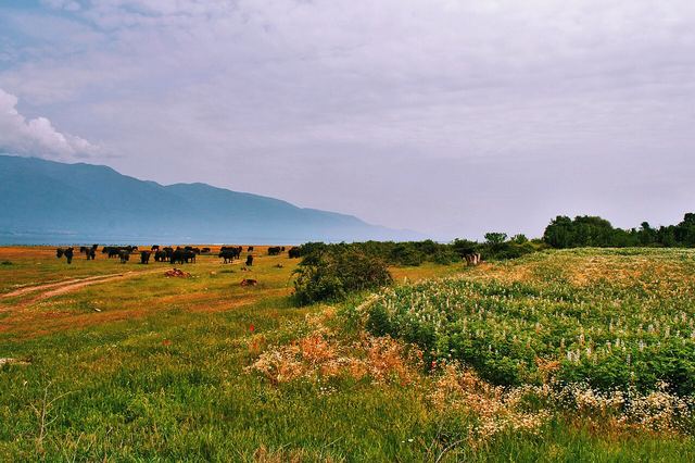 Jezero Kerkini autem: pelikáni, buvoli a ptačí ráj, kde nechat vůz