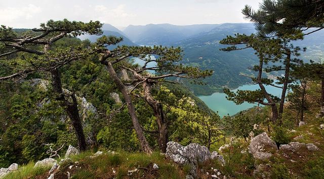 Národní park Tara: vyhlídka Banjska stena nad smaragdovou Drinou
