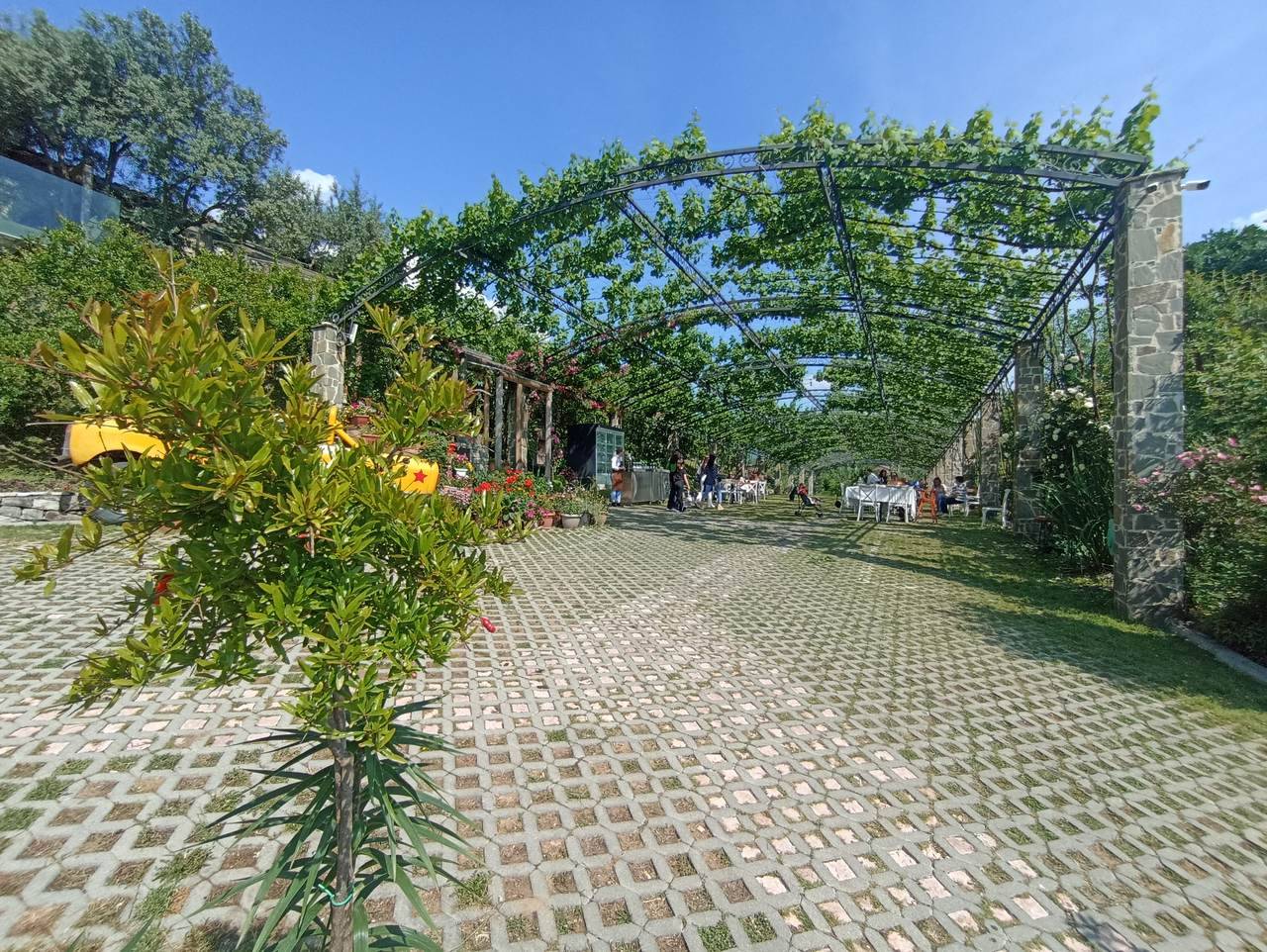 Vinná pergola se stoly v zahradě farmářské restaurace Mrizi i Zanave u Lezhy