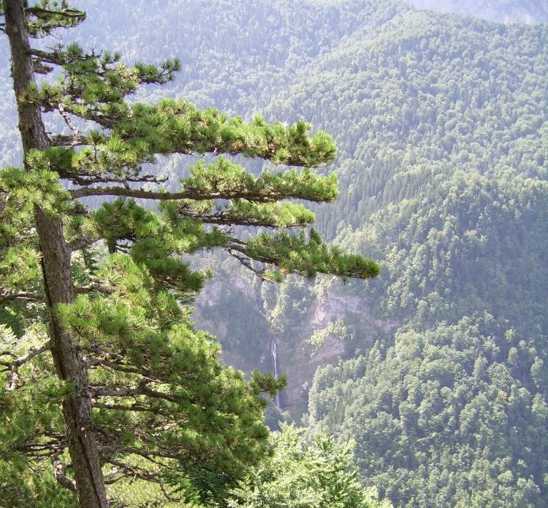 Prales Perućica v Národním parku Sutjeska v Bosně a Hercegovině