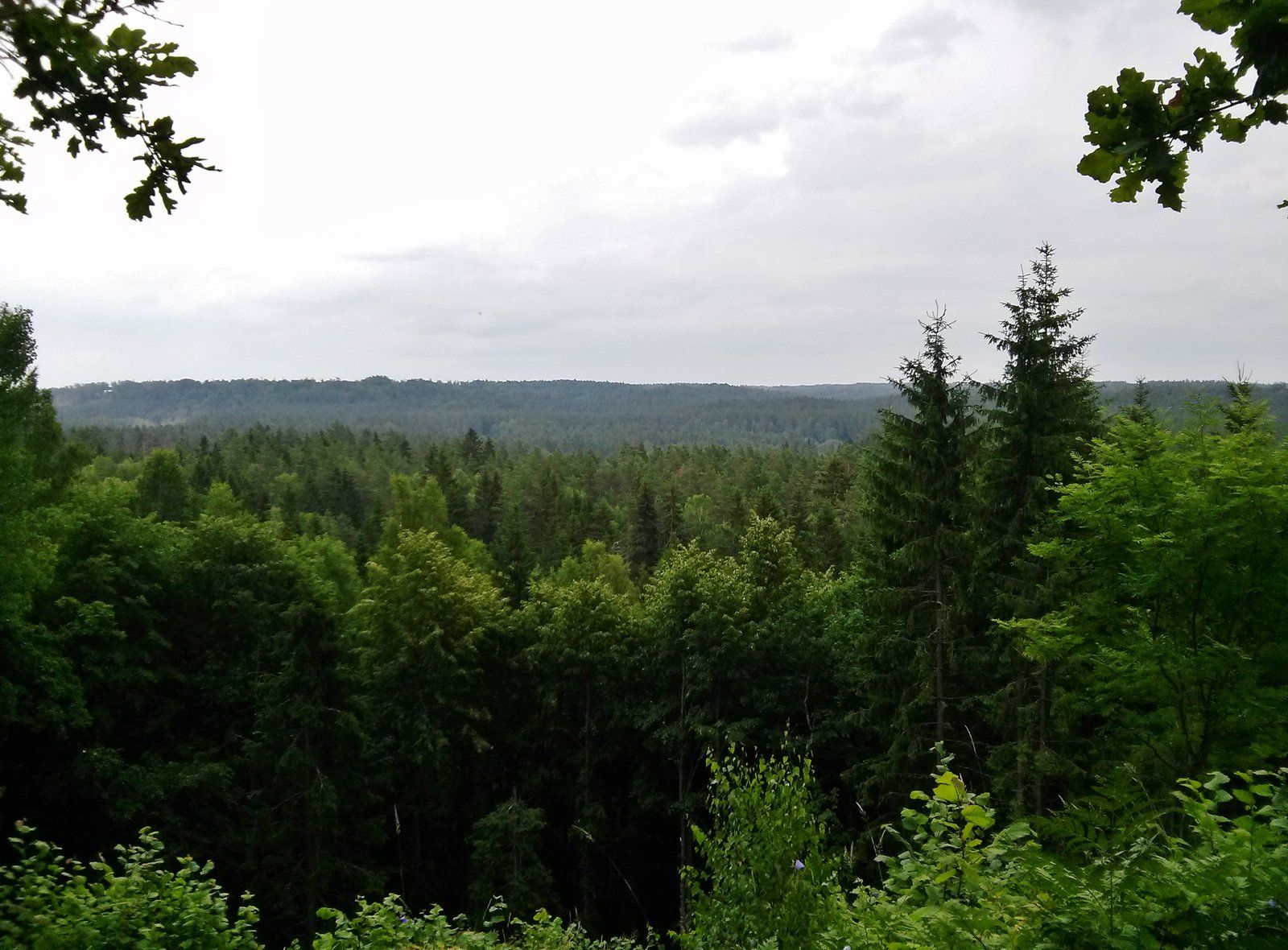 Pohled na Gaujský národní park z kopce Rūsiņš v Lotyšsku