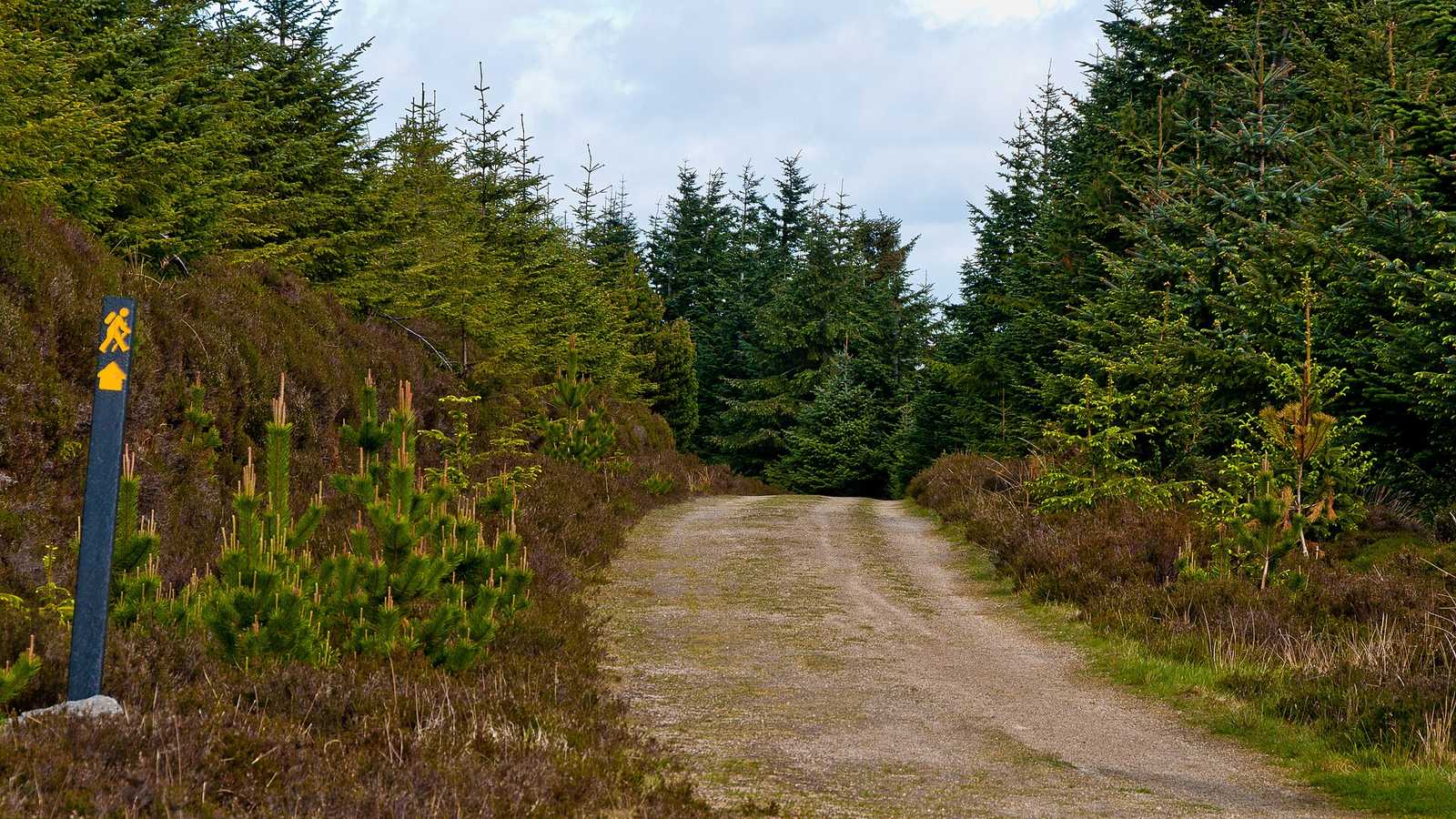 Jehličnatá lesní plantáž u Wicklow Way v Irsku