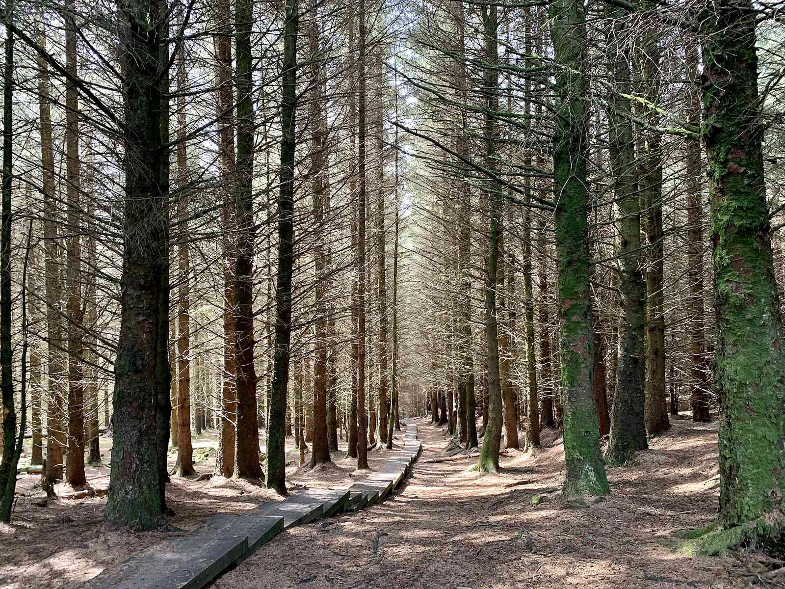 Lesní stezka v Glendalough, hrabství Wicklow