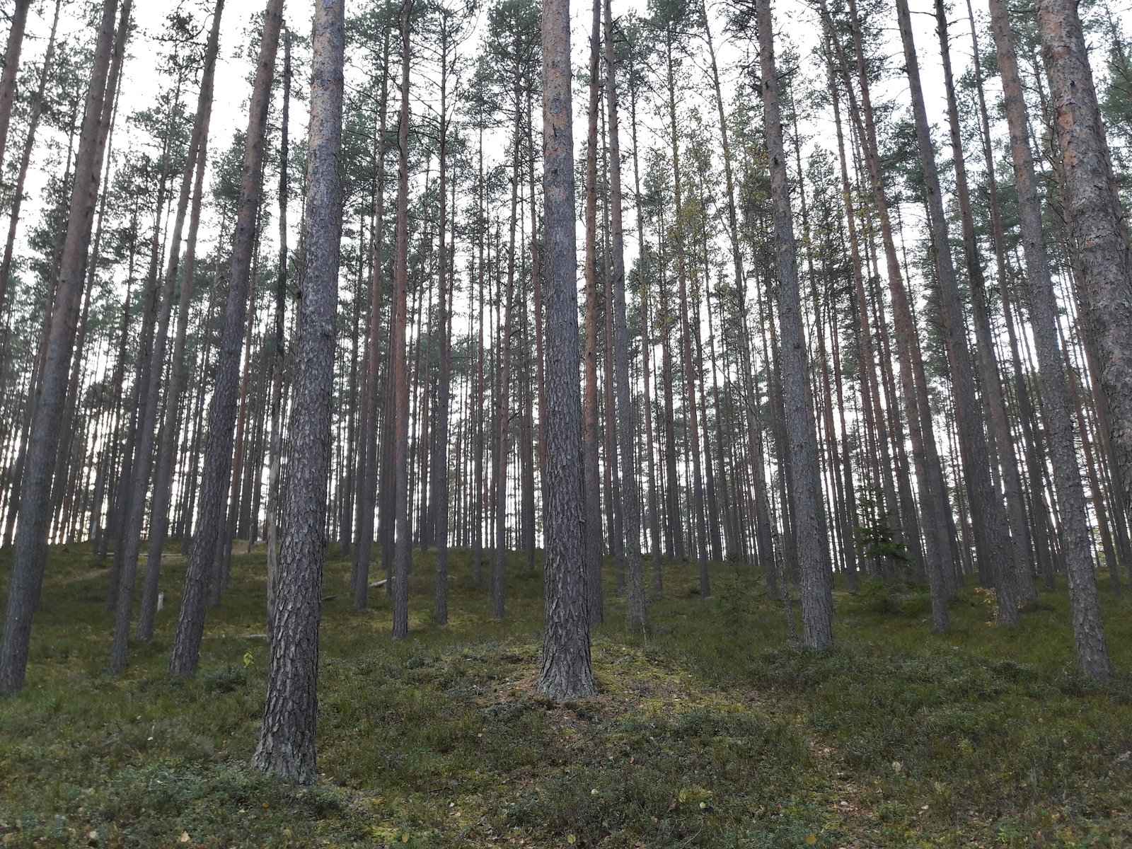 Borový les u Sietiņiezisu v Lotyšsku