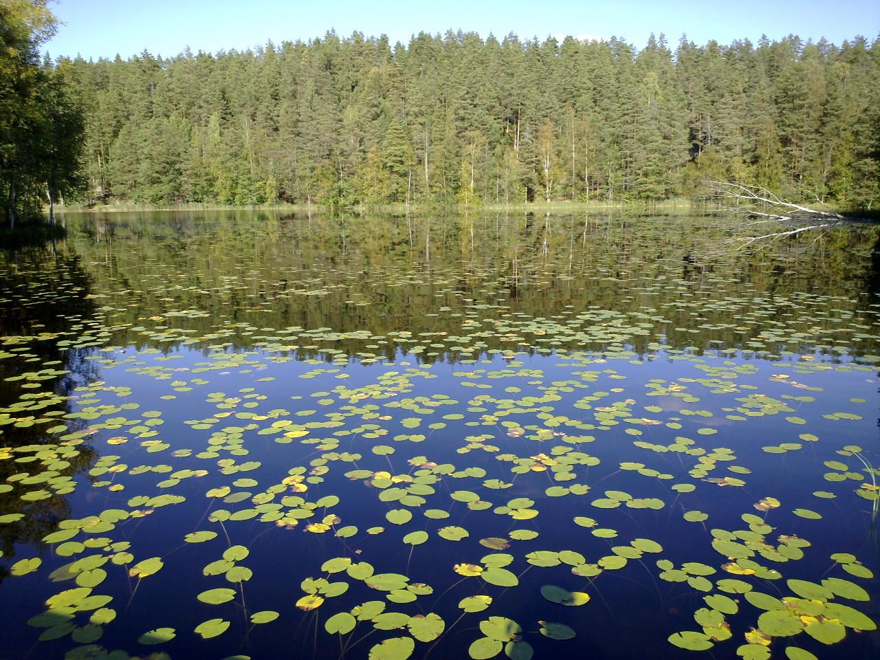 Jezero v národním parku Nuuksio ve Finsku v létě